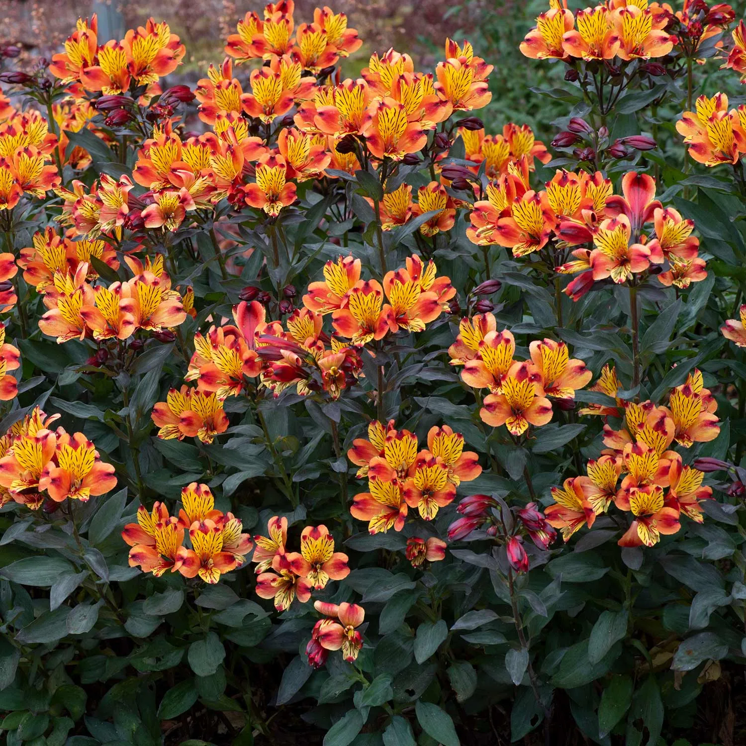 Alstroemeria Plant 'Collection'