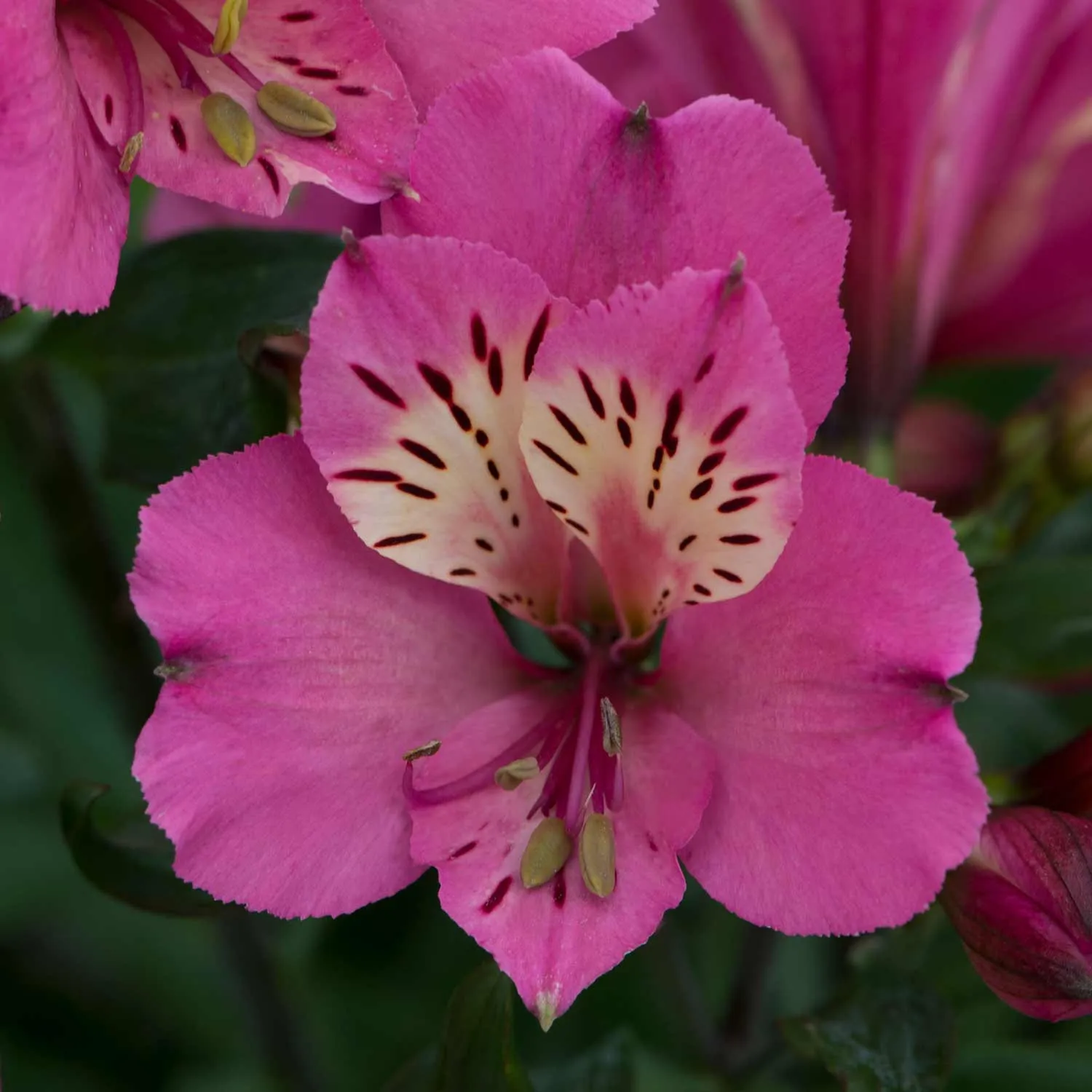 Alstroemeria Plant 'Collection'