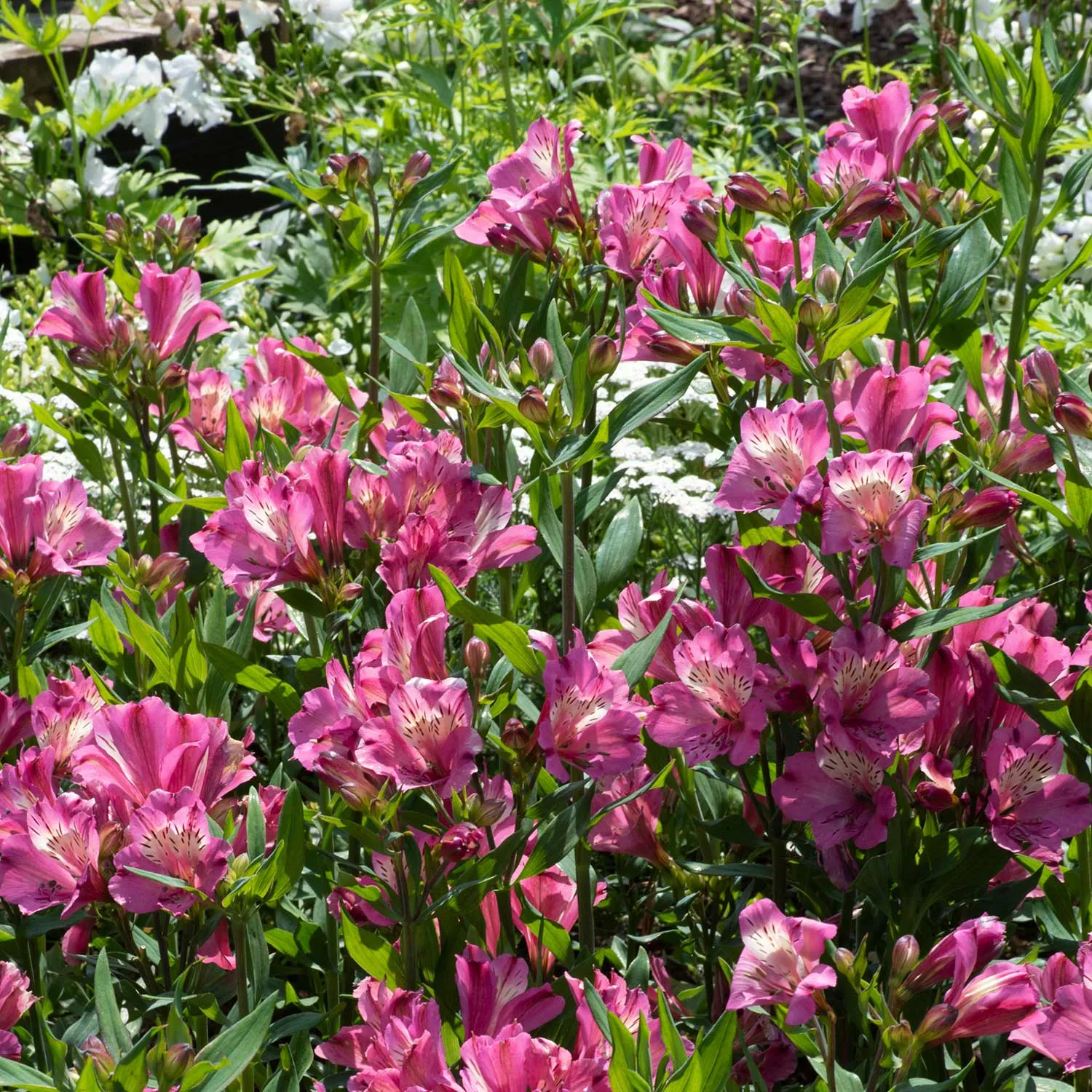 Alstroemeria Plant 'Collection'