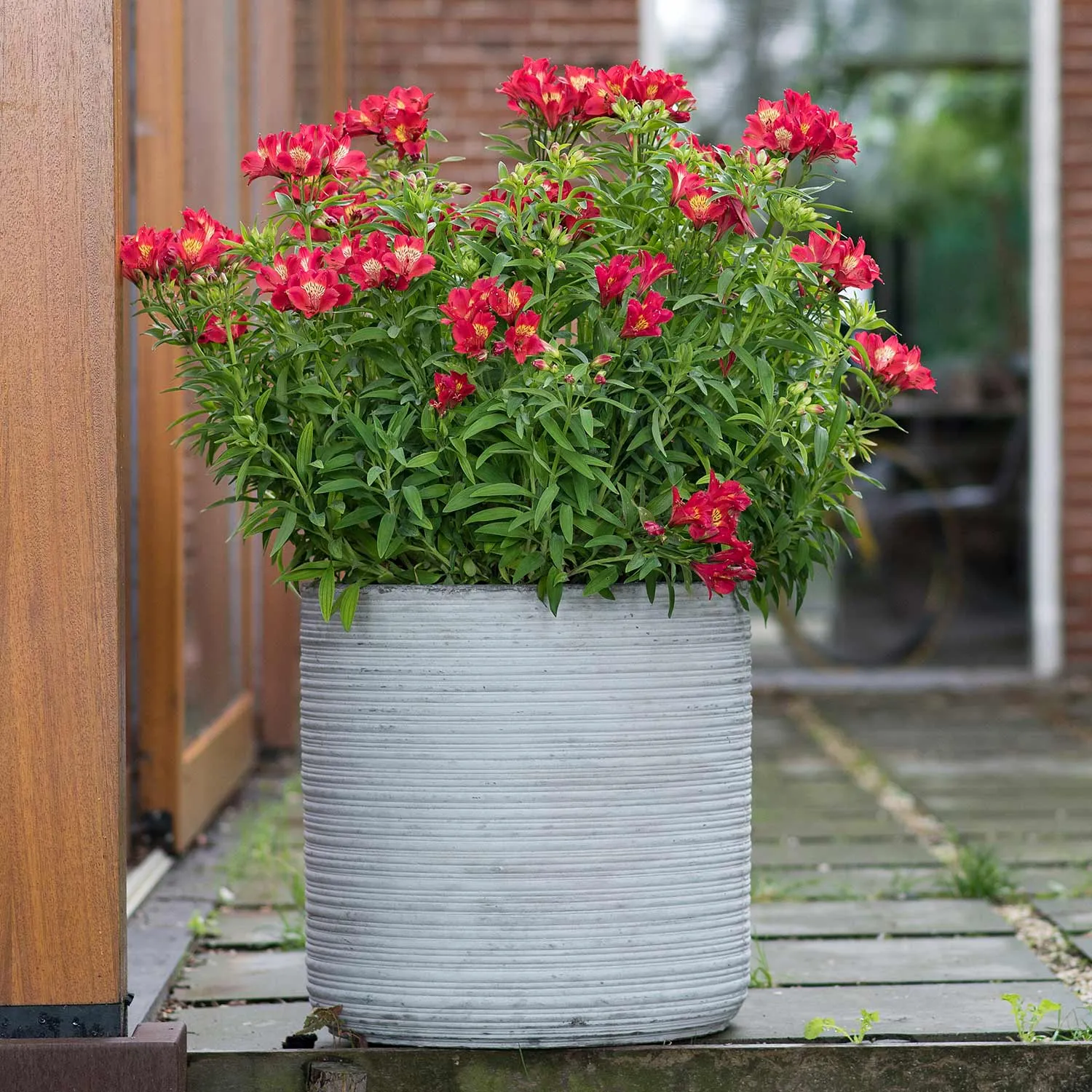 Alstroemeria Plant 'Collection'