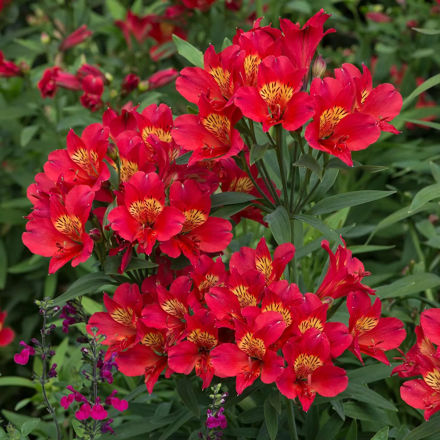 Alstroemeria Plant 'Collection'