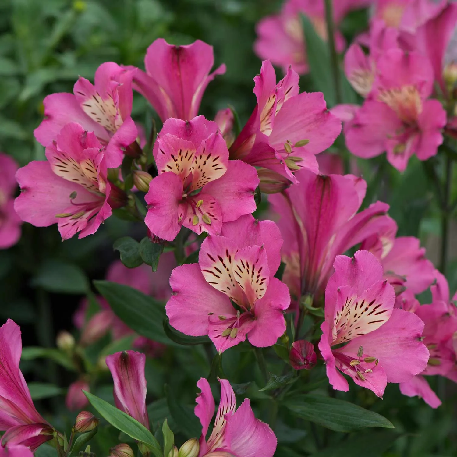 Alstroemeria Plant 'Collection'