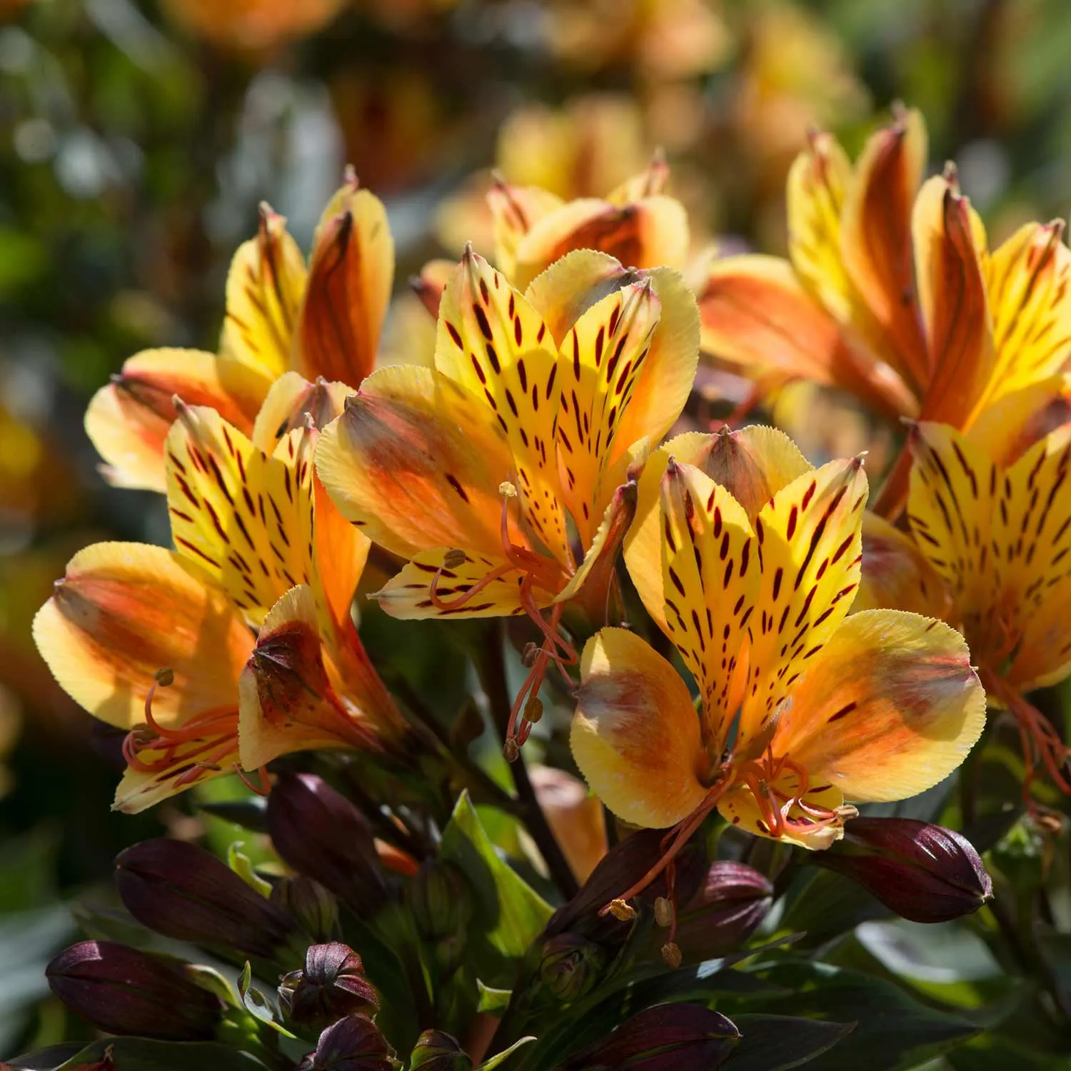 Alstroemeria Plant 'Collection'