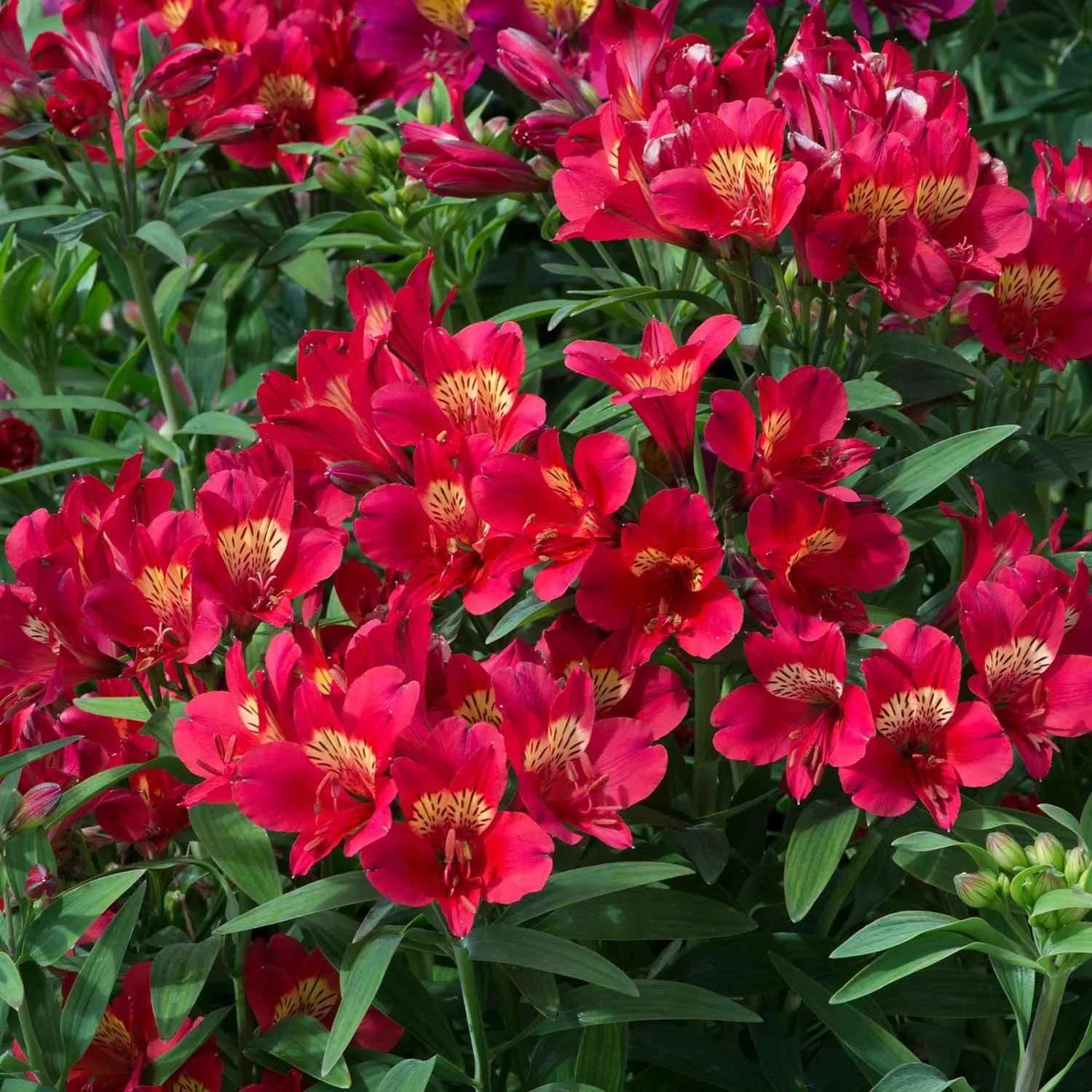 Alstroemeria Plant 'Collection'