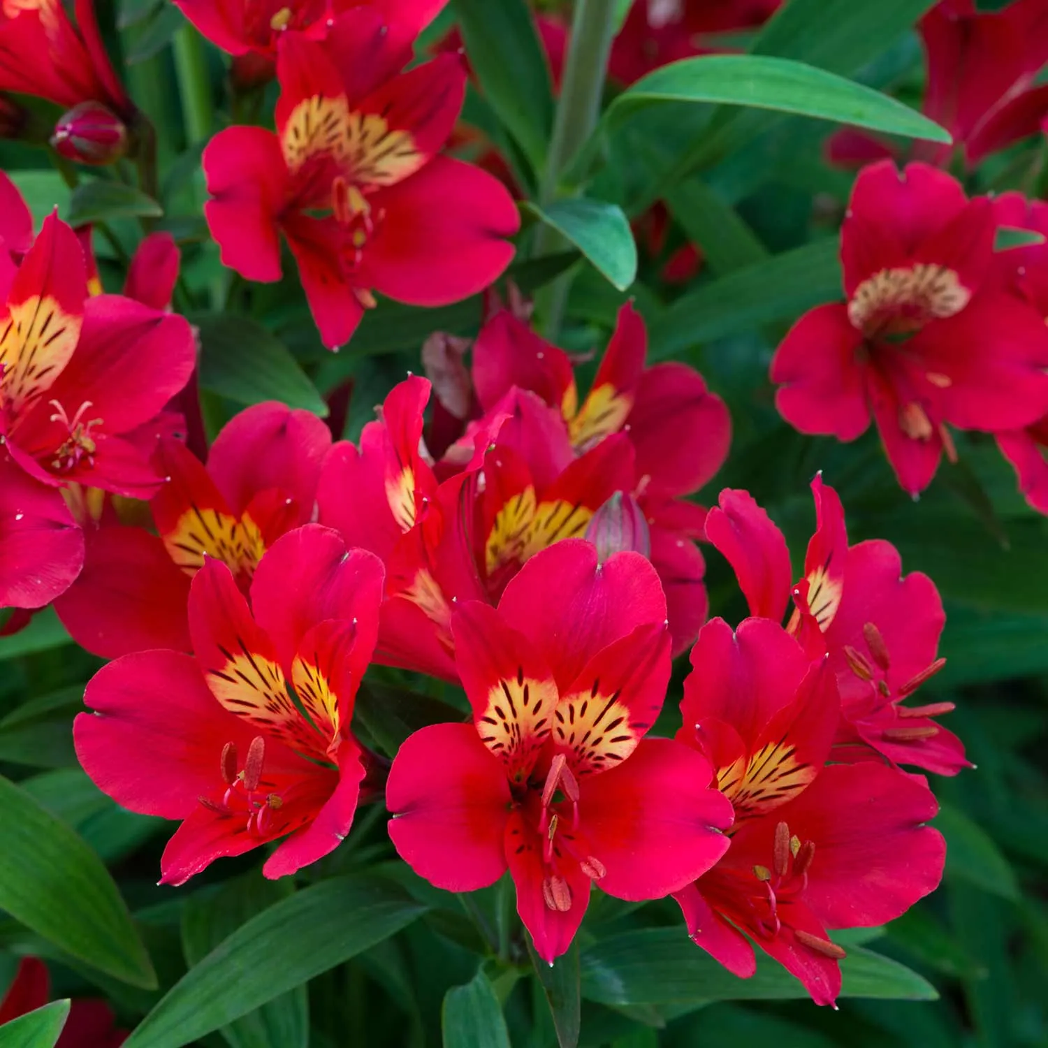 Alstroemeria Plant 'Collection'