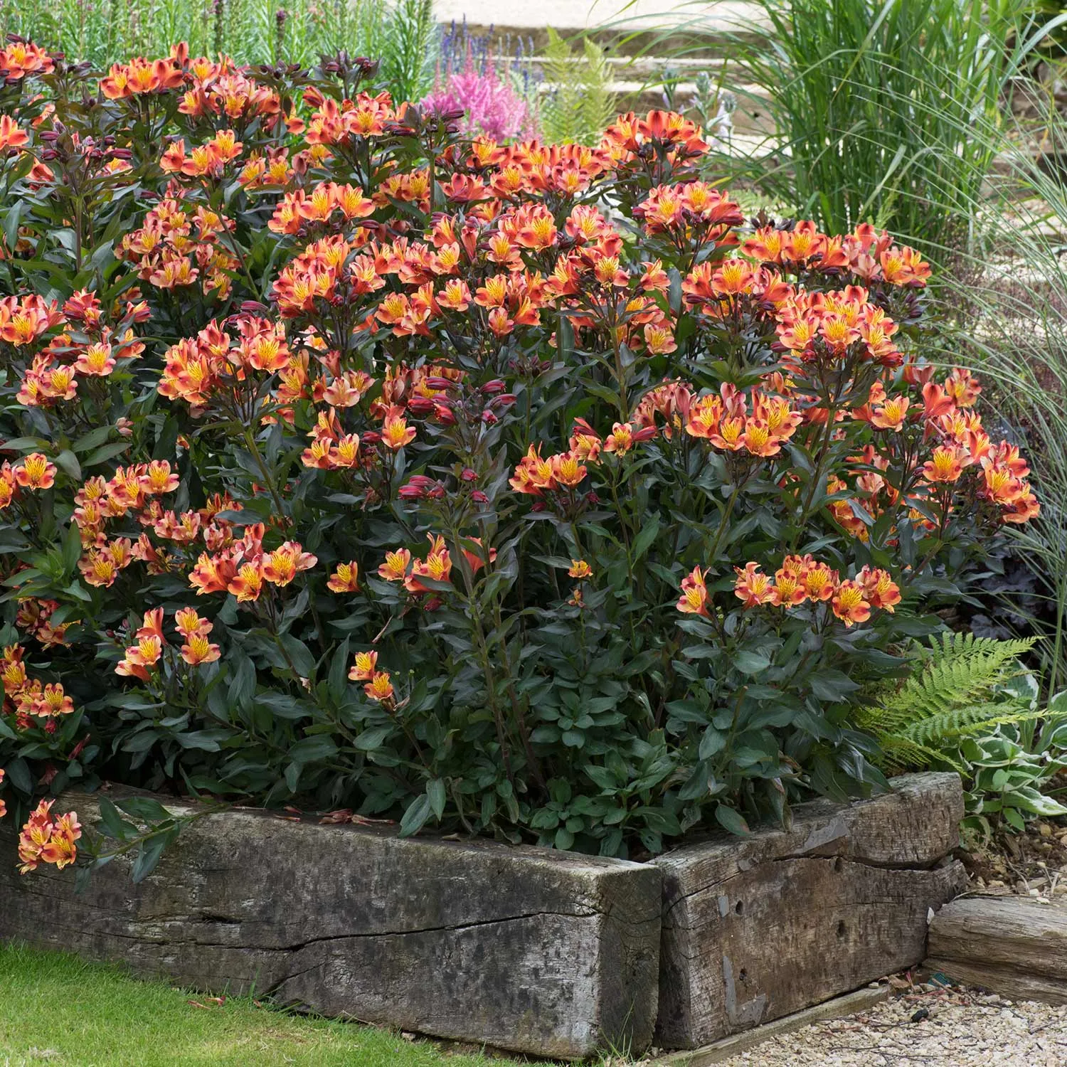 Alstroemeria Plant 'Collection'