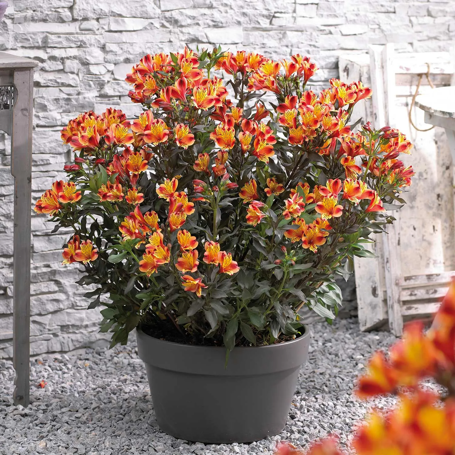 Alstroemeria Plant 'Collection'