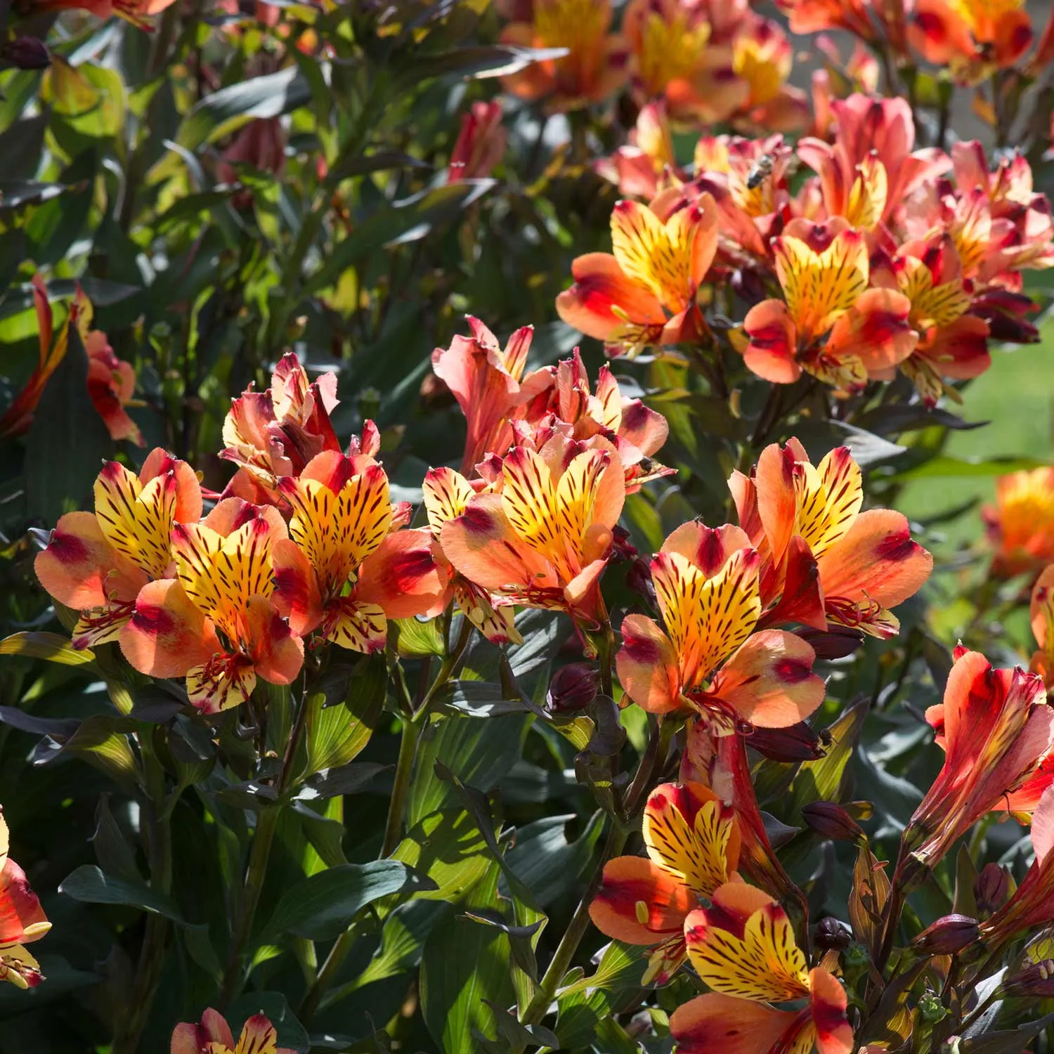 Alstroemeria Plant 'Collection'