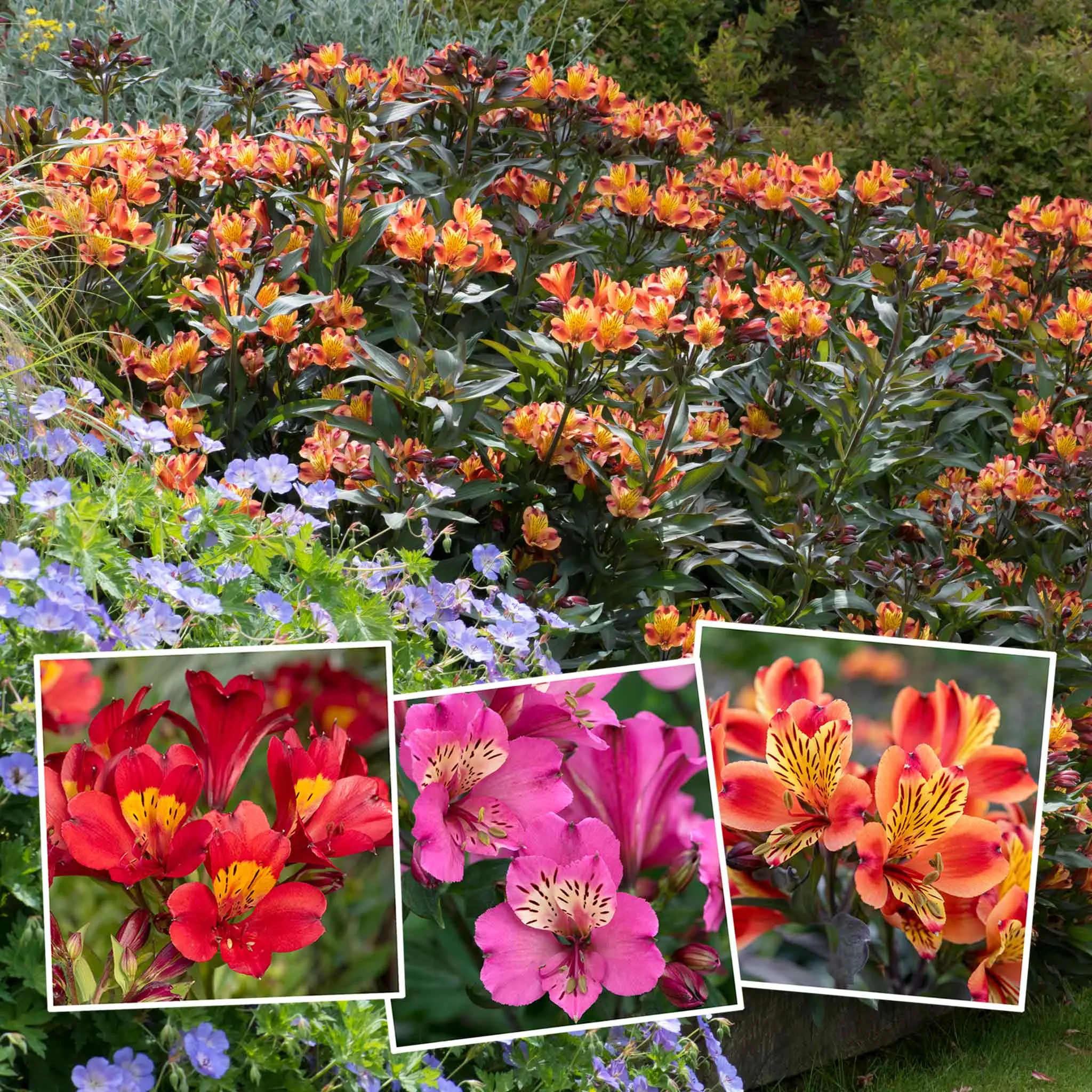 Alstroemeria Plant 'Collection'